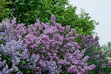 lilac flowers on bush branches in the park