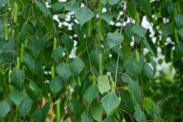 green small leaves on thin branch birches