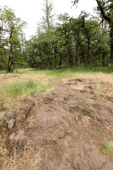 Rocky hiking trail at Lacamas Park in Camas, WA.