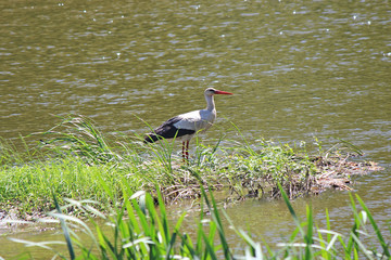 the heron is resting on the river island
