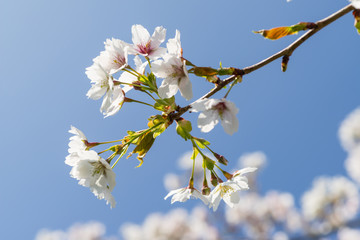 Cherryblossom in spring in the sun against a clear blue sky