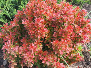 Bush barberry with red leaves. Ornamental plant.