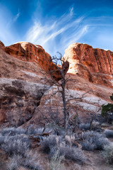 Tree in Arches National Park