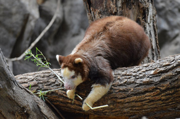 A tree kangaroo