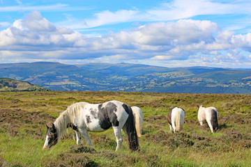 Wild ponies in the Brecon Beacons