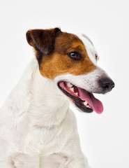 portrait of a Jack Russell Terrier dog looking at the gray background