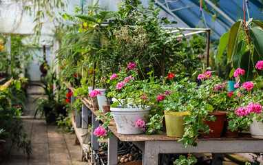 Fototapeta na wymiar Flowers in pots in the greenhouse