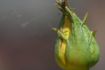 Yellow rose bud