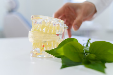 the doctor takes the artificial jaw that lies on the table