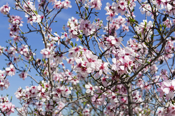 Flowering almonds against the sky.