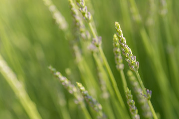 Fototapeta na wymiar Junger Lavendel als grüner natürlicher Hintergrund