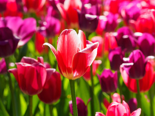 Photo of tulips in the sun