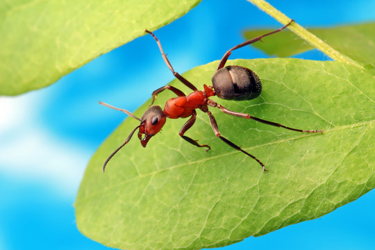 Ant resting on the grass.
