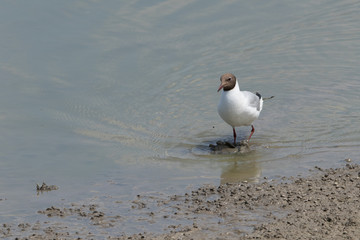 Lachmöwe
