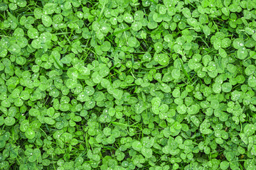 Green clover covering ground on lawn in garden. Shamrock pattern. Natural green grass carpet...