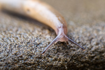 macro photo of small garden pest slug eating green grass leaves