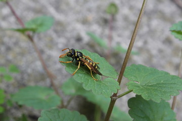 Wasp resting on leaf