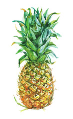 Watercolor fresh pineapple. Hand drawn tropical fruit on white background. Painting food illustration