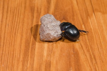 Black beetle on stone.