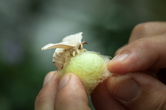 Makro eines in H&auml;nden gehaltenen Kokons mit einem Seidenspinner