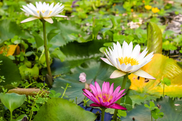 lotus blossoms or water lily