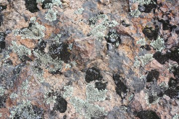 abstract pattern of colorful lichen on rock, Yellowstone N.P.
