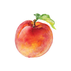 Watercolor fresh peach. Hand drawn ripe fruit on white background. Painting food illustration