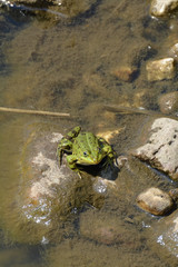 frosch sitzt am teichufer