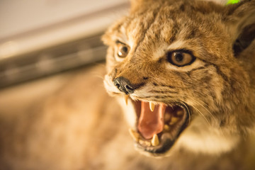 Scarecrow grinning lynx in the interior. Stuffed wild animal.