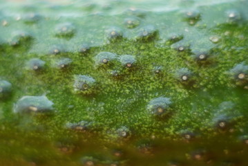 green cucumber. macro 