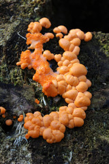 The bright orange fruiting body of Dacrymyces stillatus, also known as the Common Jelly Spot fungus, growing on rotted wood.
