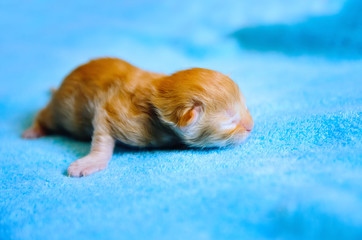 Obraz na płótnie Canvas A small newborn redhead kitten on a blue background.