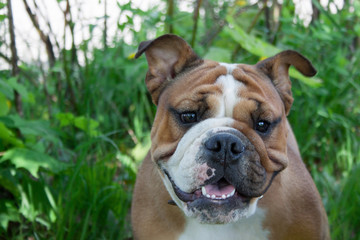 English bulldog is sitting on a green meadow.