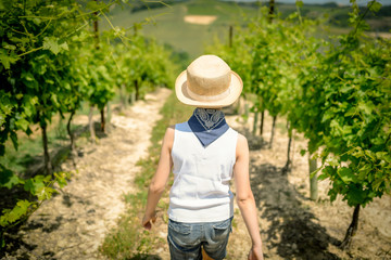 View from the back of a cute little boy walking in vineyard between the rows in a sunny summer day Kid with straw hat and blue bandana treading trough the path on the italian hills in Monferrato 