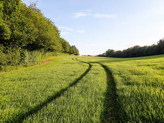 Vehicle tracks across barley field in the Chiltern Hills near Chenies, Buckinghamshire, UK