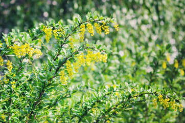 Barberry bush (BERBERIS) blooms in the spring. Natural background.