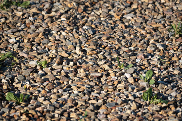 bed of rocks