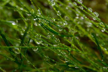 Dew drops on green grass. Macro shooting
