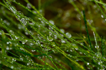 Dew drops on green grass. Macro shooting