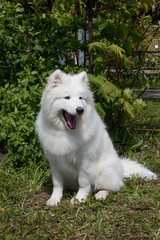 Fototapeta premium Samoyed is sitting and yawning on a spring meadow. Bjelkier or samoiedskaya sobaka.