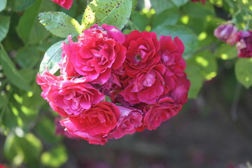 Pinke Pracht