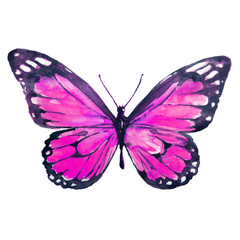 beautiful pink butterfly,watercolor,isolated on a white
