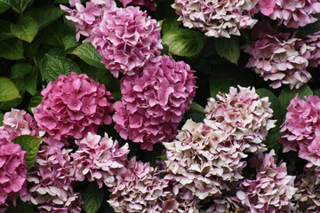 Rosé Blüten