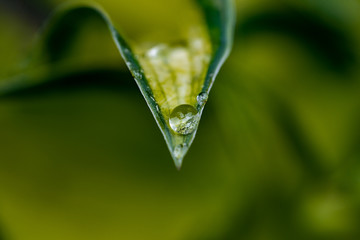 Dew drops on green grass. Macro shooting
