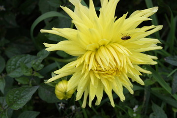 Gelbe Blüte mit Insekt