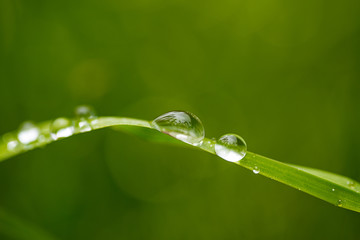 Dew drops on green grass. Macro shooting