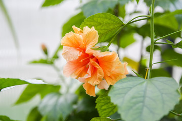 Hibiscus flower © pictures_for_you