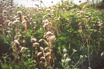 Dry thistles in bloom at sunset.