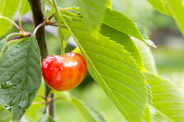 Ripe cherries branch with raindrops. Red berry fruit tree after rain, summer time garden background. Selective focus.