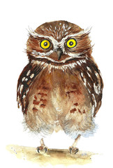 Funny brown owl with yellow eyes /watercolor illustration